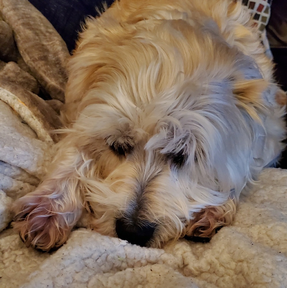 Meet your Posher, Ginger